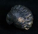 Very Detailed Enrolled Barrandeops (Phacops) Trilobite #4738-2